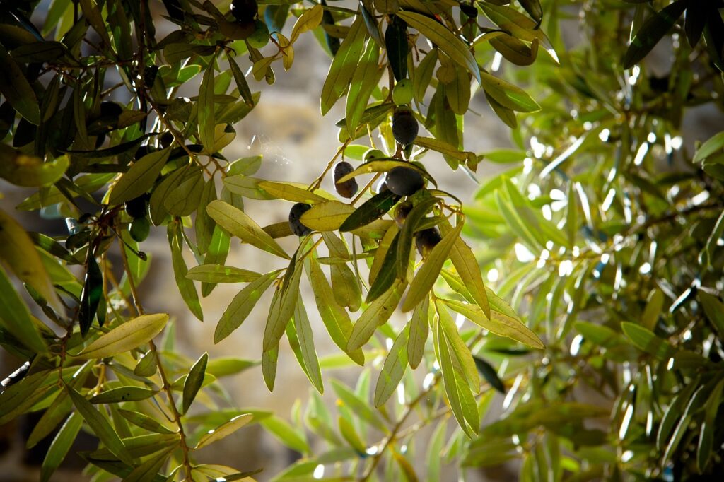 olive-tree