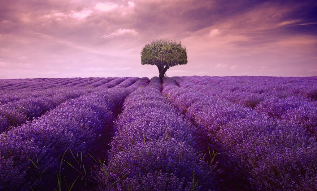 purple colour - artistic nature