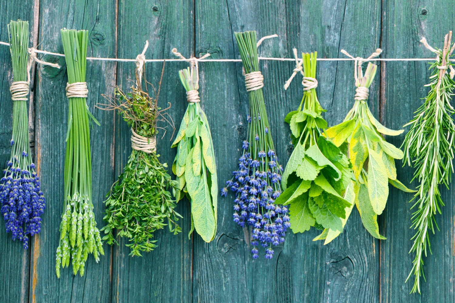 A Deep Dive into What Herbs Are Used For and Their Main Applications